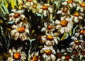 Retro Daisies
